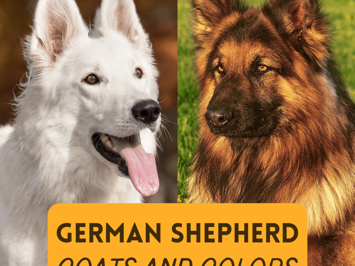 Detail Images Of German Shepherd Nomer 32