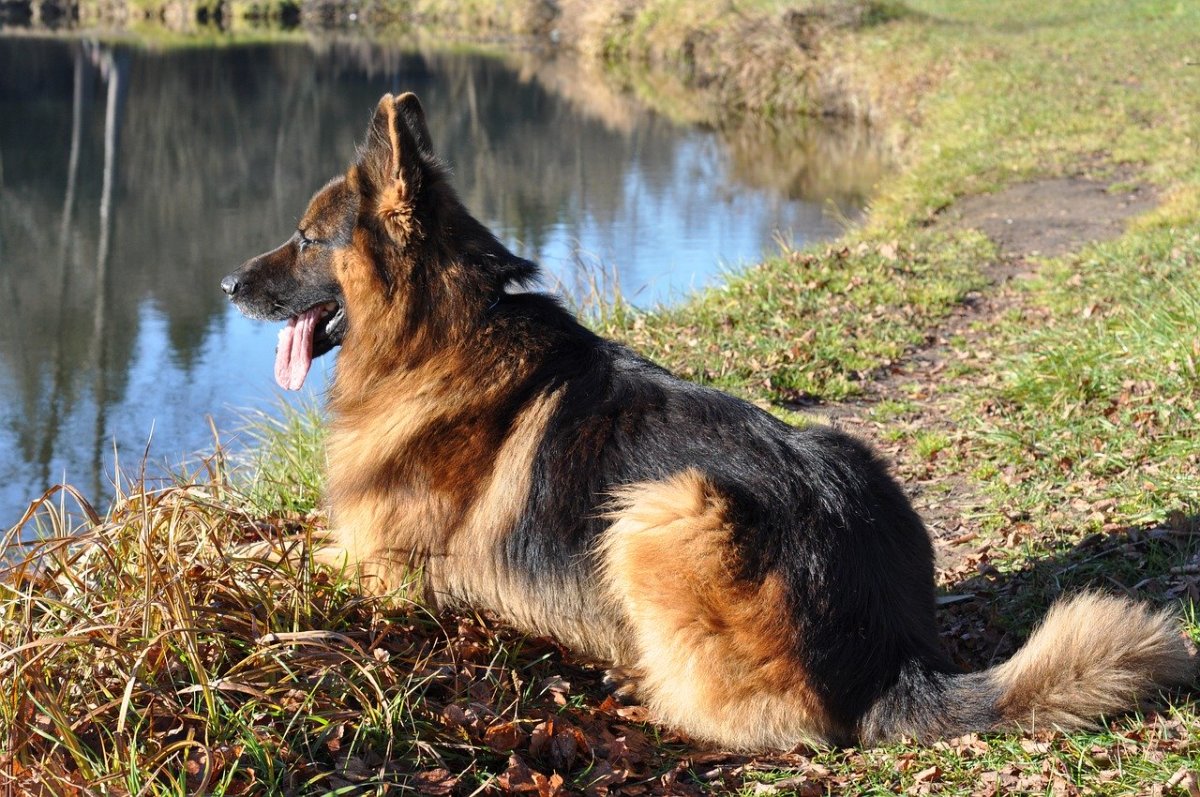 Detail Images Of German Shepherd Nomer 58