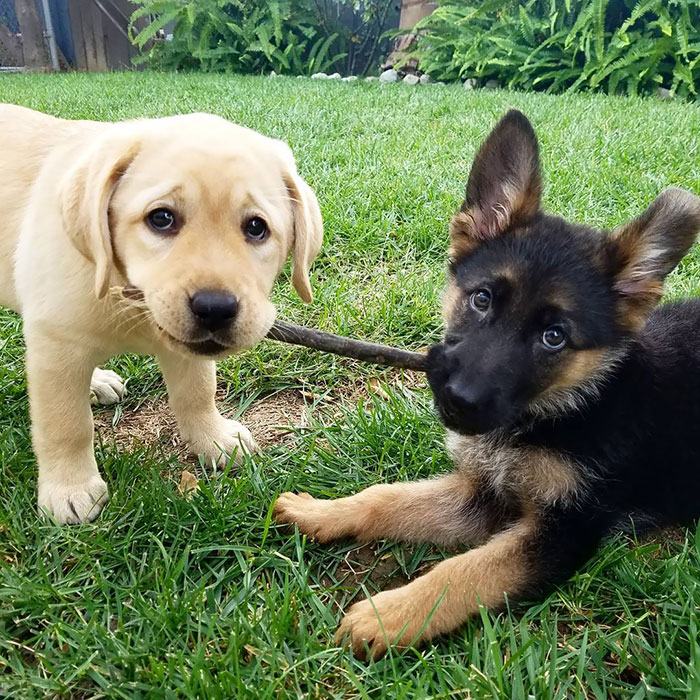 Detail Images Of German Shepherd Puppies Nomer 33