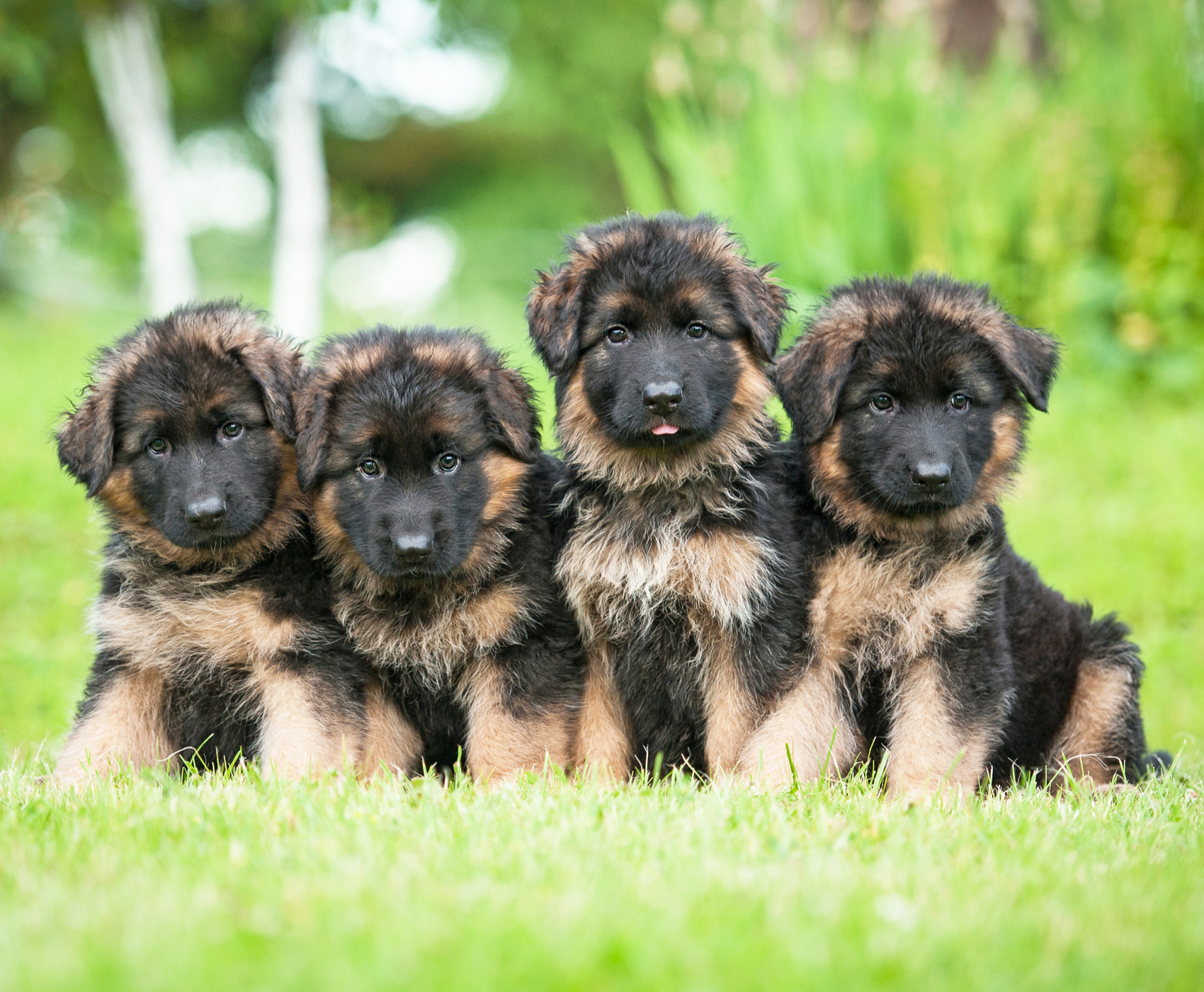 Detail Images Of German Shepherd Puppies Nomer 41