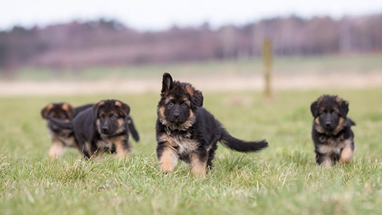 Detail Images Of German Shepherd Puppies Nomer 10