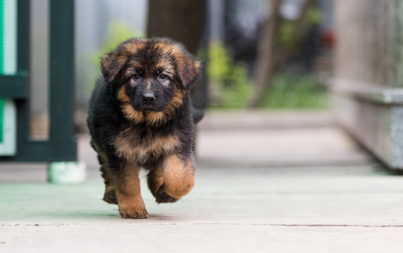 Detail Images Of German Shepherd Puppy Nomer 17