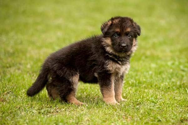 Detail Images Of German Shepherd Puppy Nomer 20