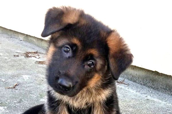 Detail Images Of German Shepherd Puppy Nomer 21