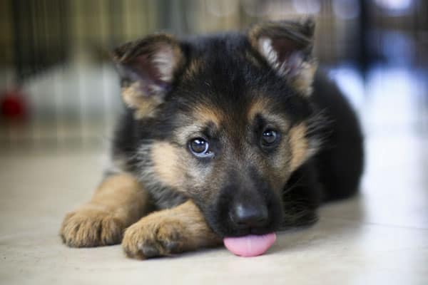 Detail Images Of German Shepherd Puppy Nomer 28