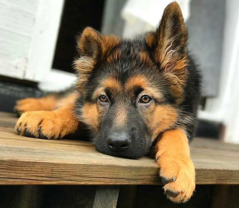 Detail Images Of German Shepherd Puppy Nomer 4