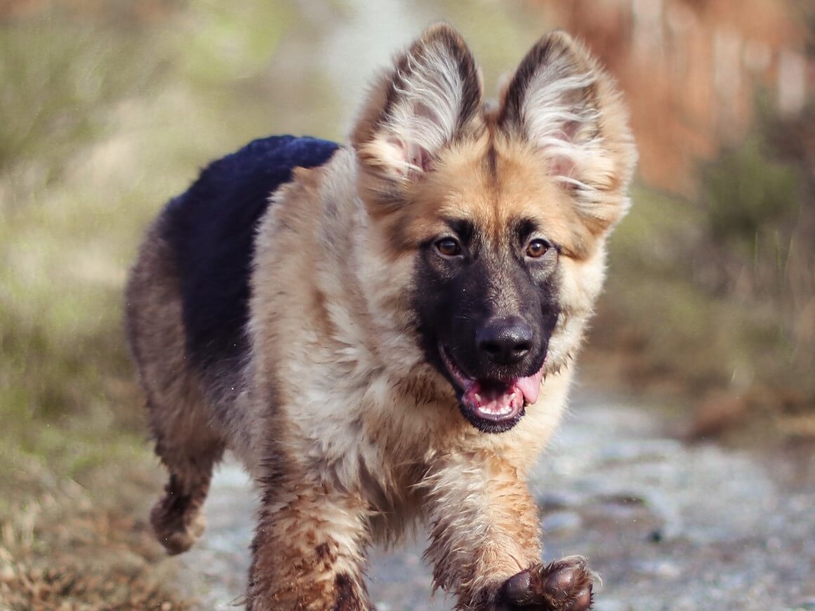 Detail Images Of German Shepherd Puppy Nomer 37