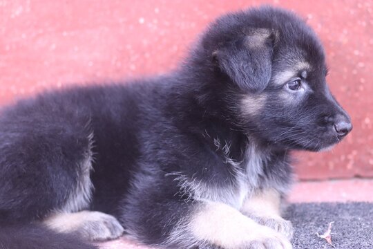 Detail Images Of German Shepherd Puppy Nomer 56