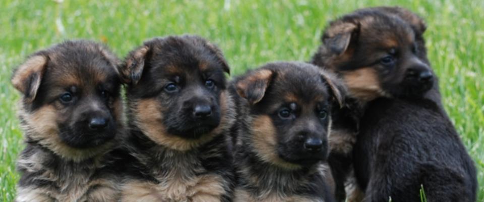 Detail Images Of German Shepherds Puppies Nomer 51
