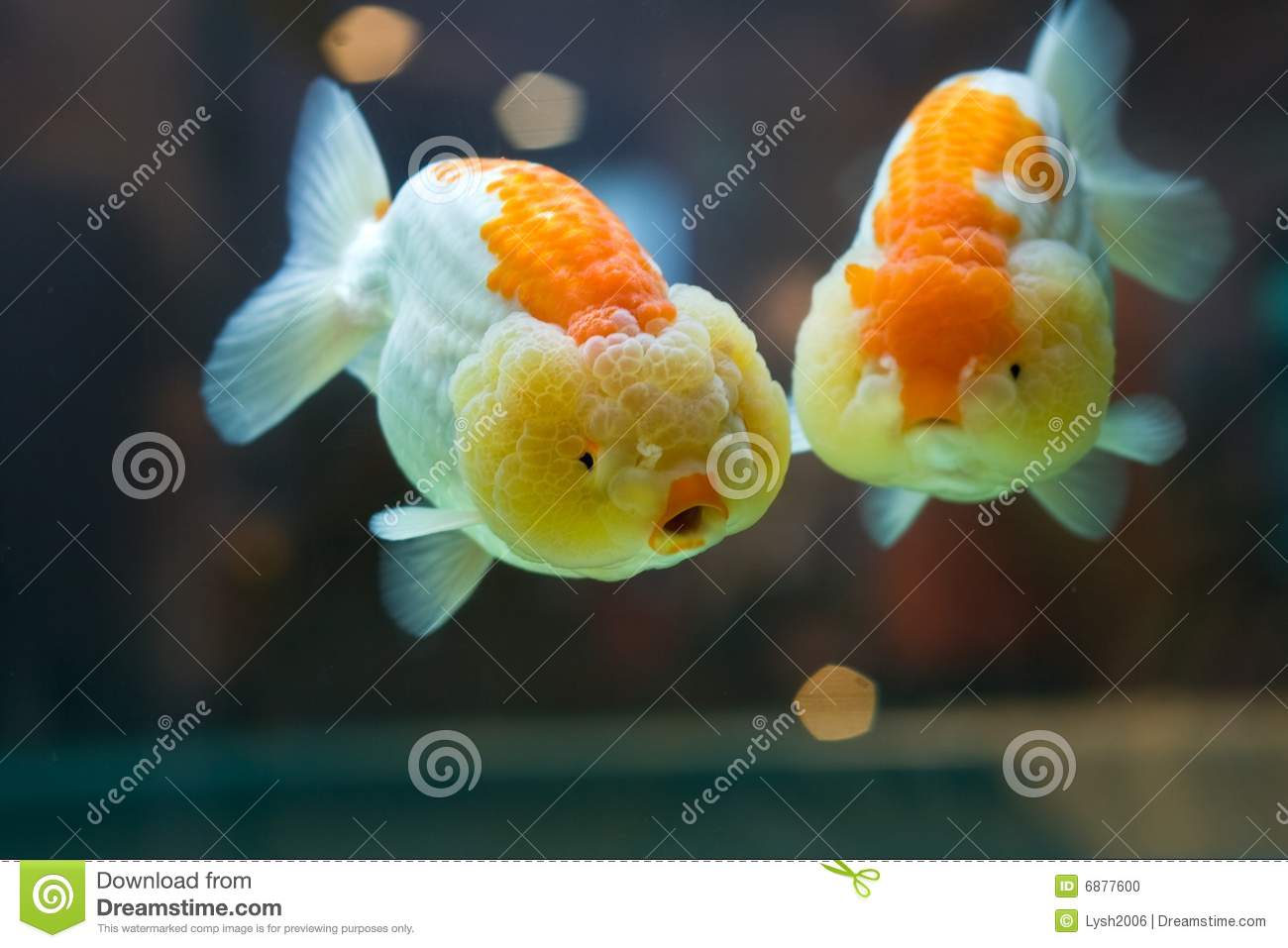 Detail Images Of Gold Fishes Nomer 13