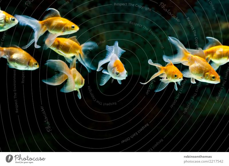 Detail Images Of Gold Fishes Nomer 22