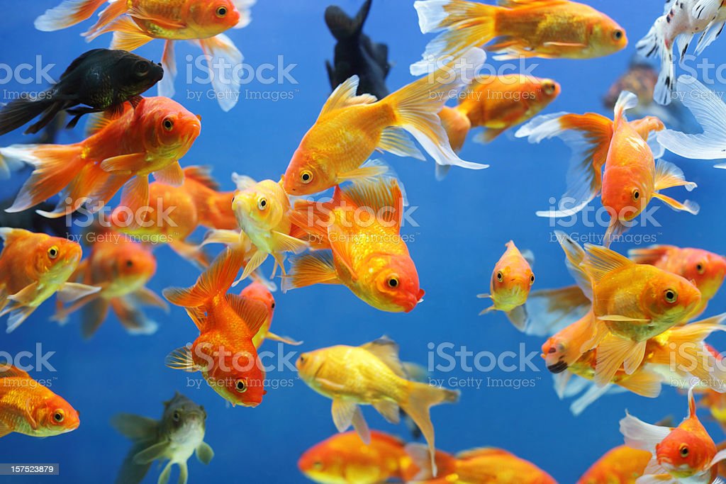 Detail Images Of Gold Fishes Nomer 24