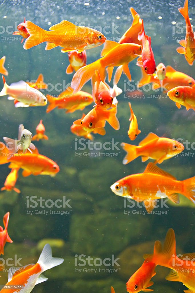 Detail Images Of Gold Fishes Nomer 47