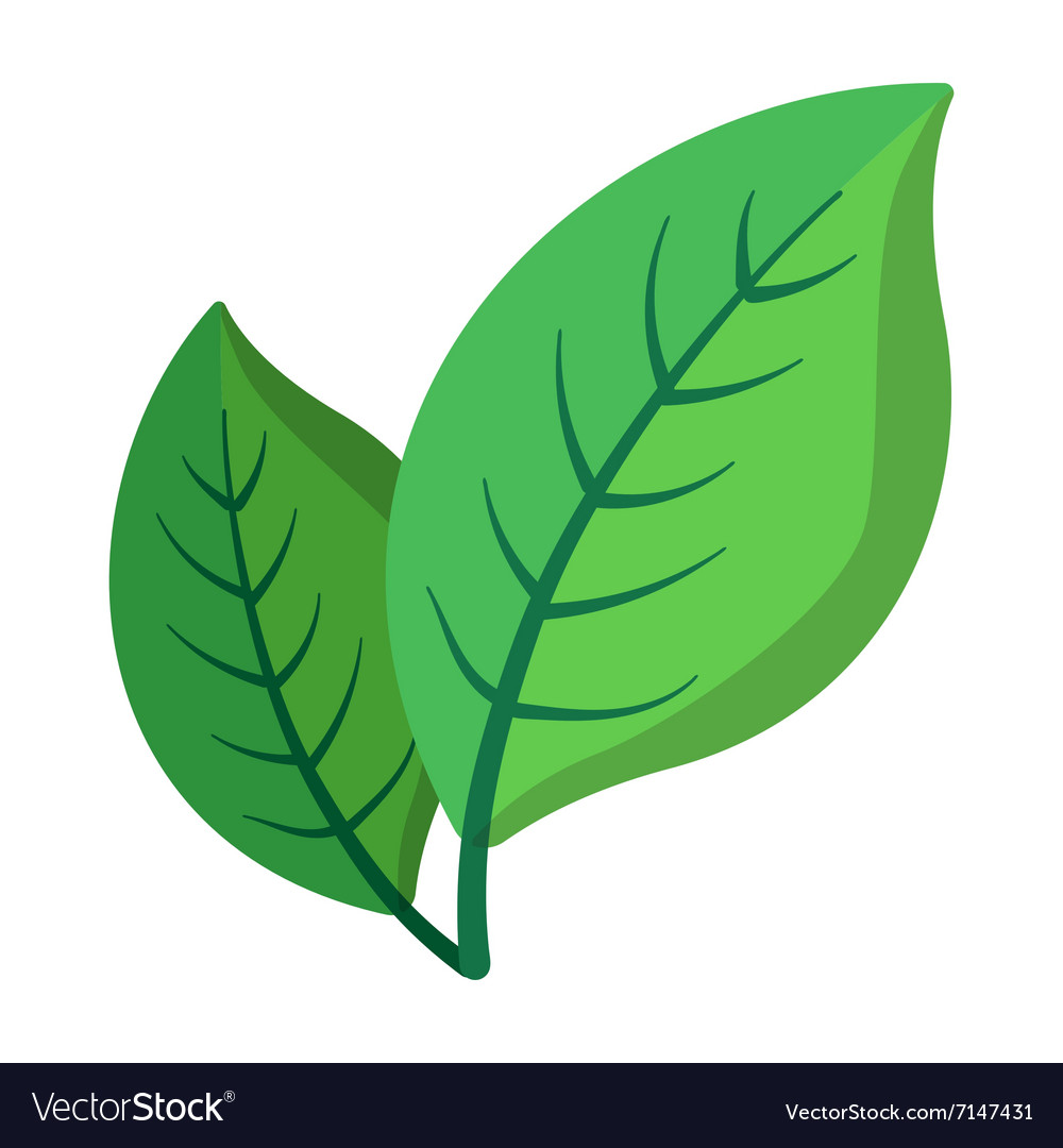 Detail Images Of Green Leaves Nomer 11