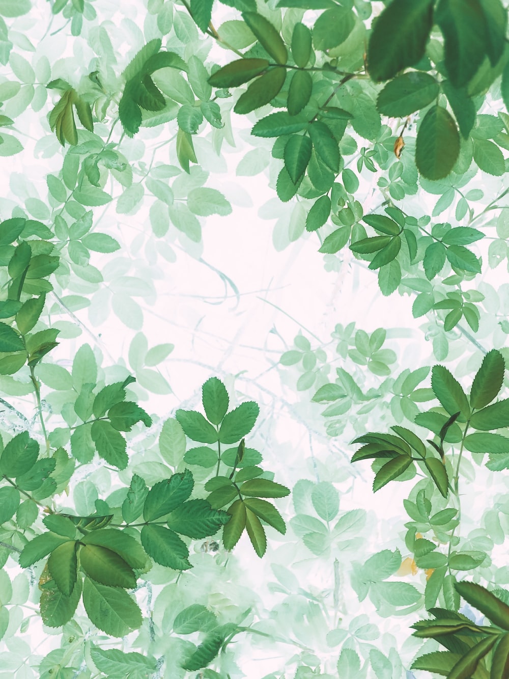 Detail Images Of Green Leaves Nomer 14