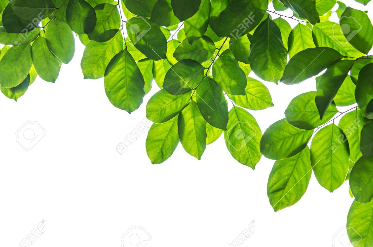 Detail Images Of Green Leaves Nomer 15