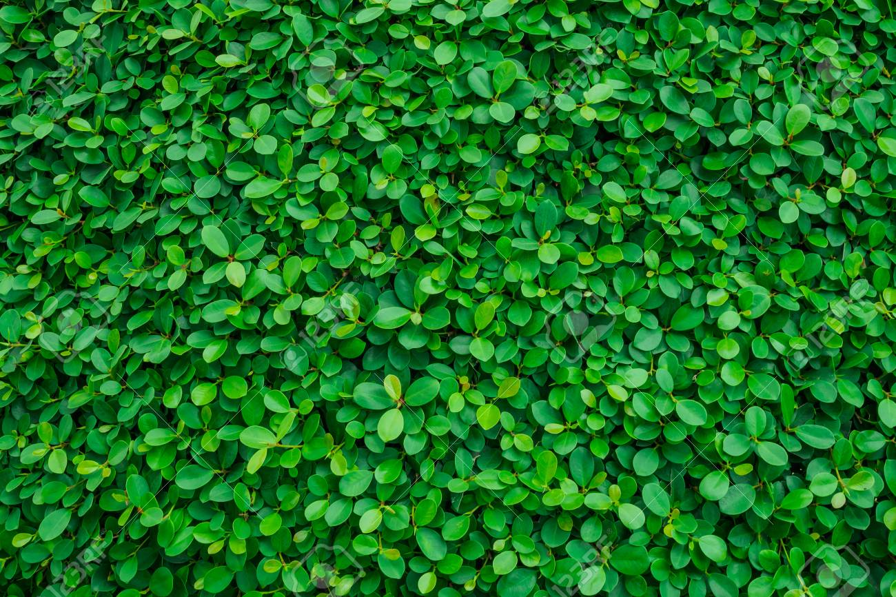 Detail Images Of Green Leaves Nomer 17