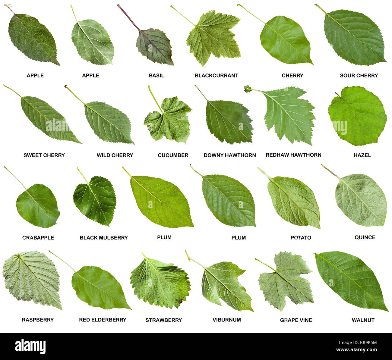 Detail Images Of Green Leaves Nomer 24