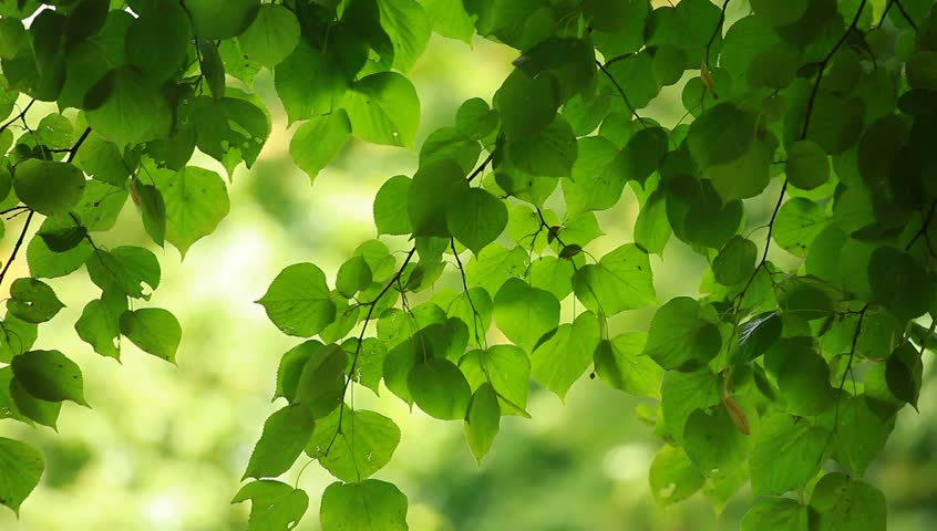 Detail Images Of Green Leaves Nomer 30