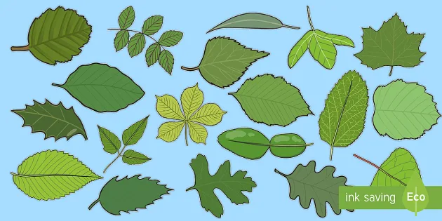 Detail Images Of Green Leaves Nomer 38