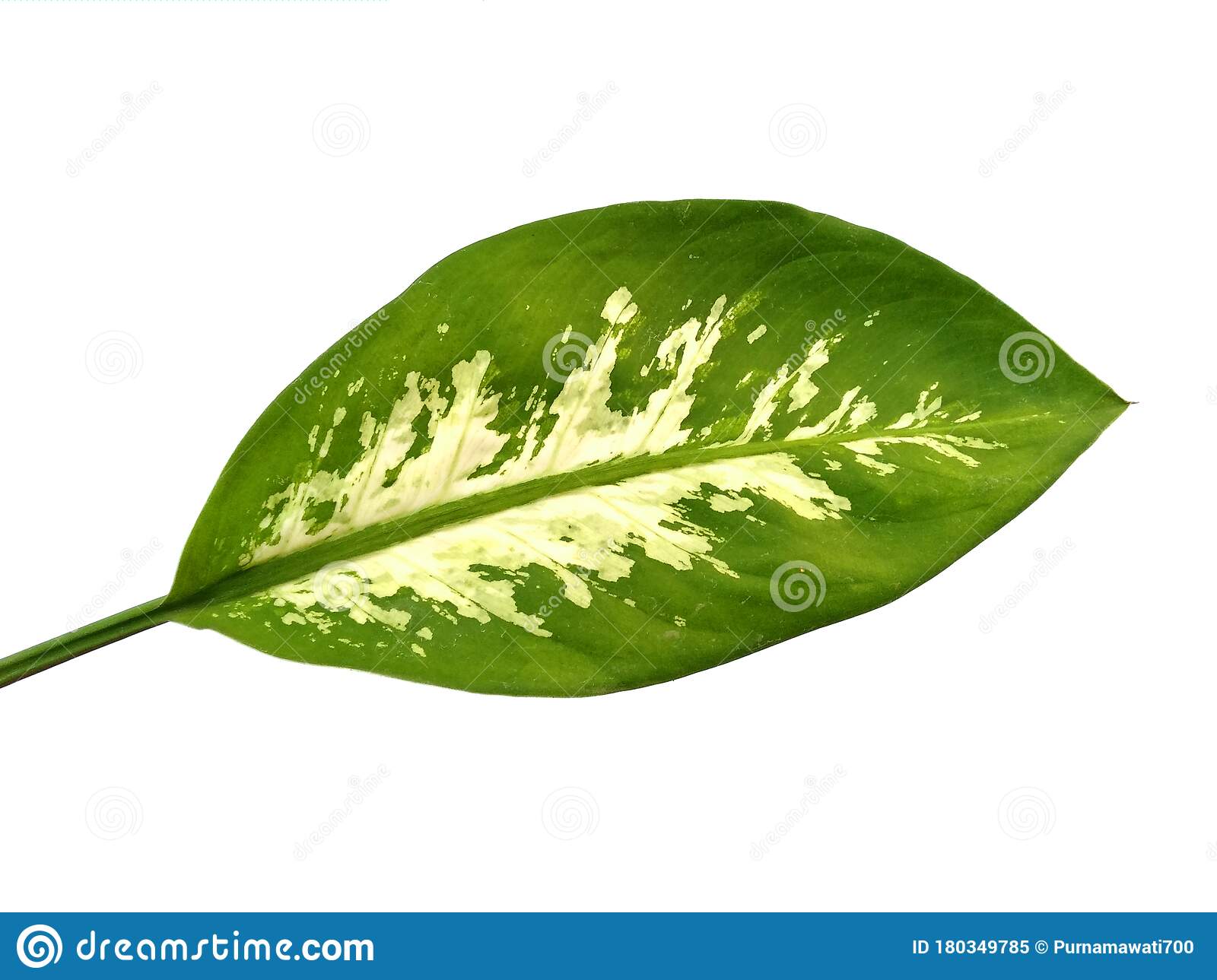 Detail Images Of Green Leaves Nomer 42