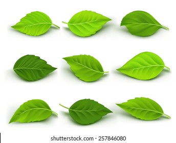 Detail Images Of Green Leaves Nomer 43