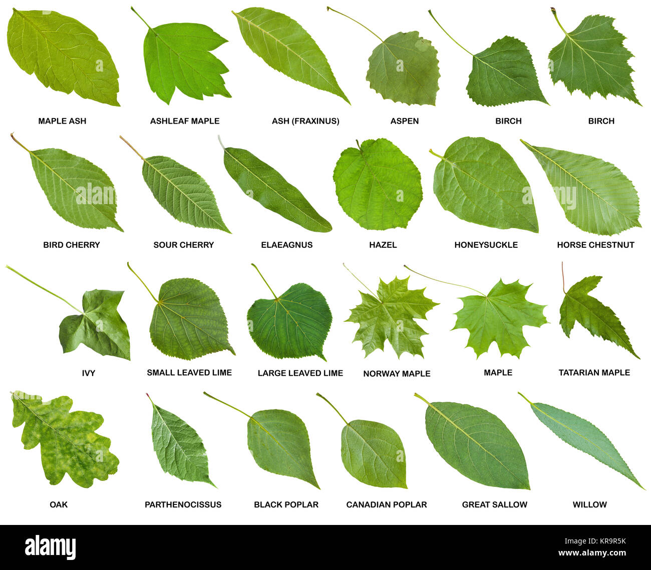 Detail Images Of Green Leaves Nomer 55