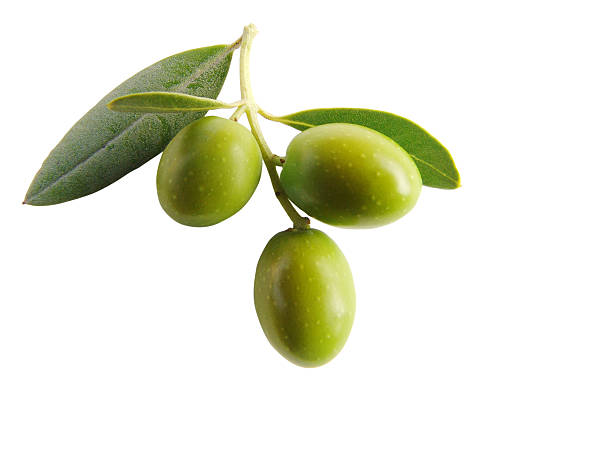 Detail Images Of Green Olives Nomer 36