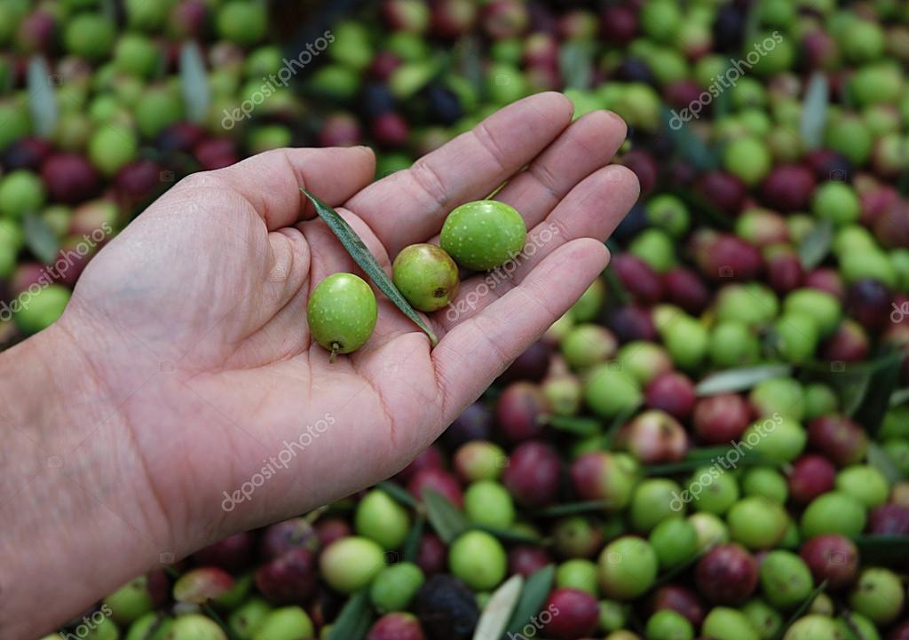 Detail Images Of Green Olives Nomer 41