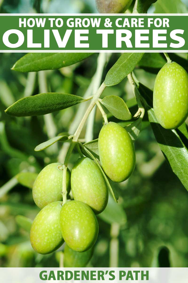 Detail Images Of Green Olives Nomer 43