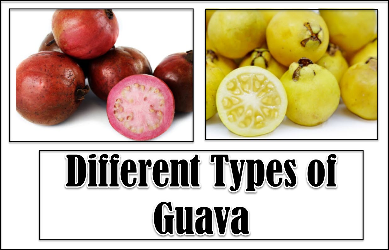 Detail Images Of Guava Fruit Nomer 18