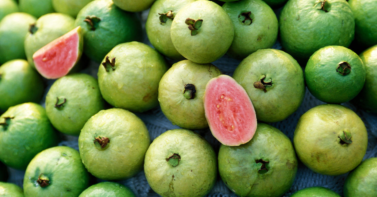Detail Images Of Guava Fruit Nomer 35