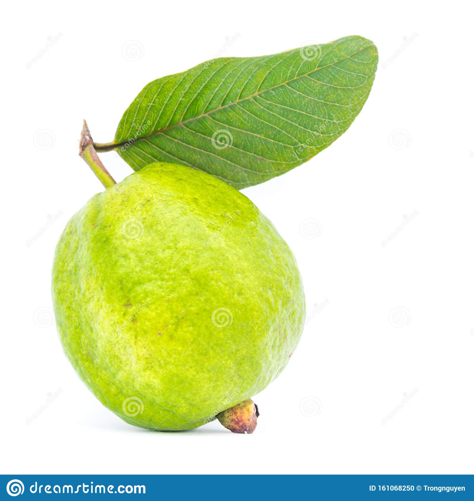 Detail Images Of Guava Fruit Nomer 37