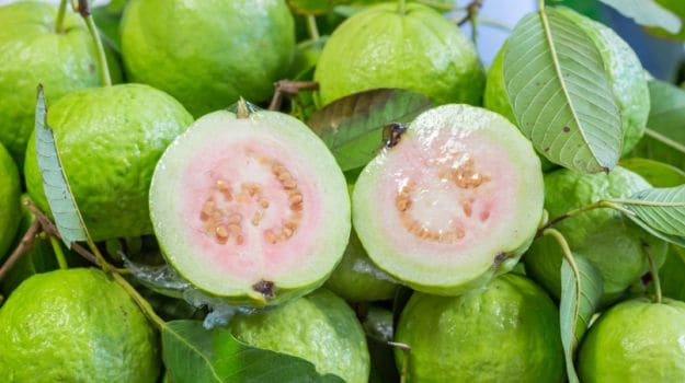 Detail Images Of Guava Fruit Nomer 46