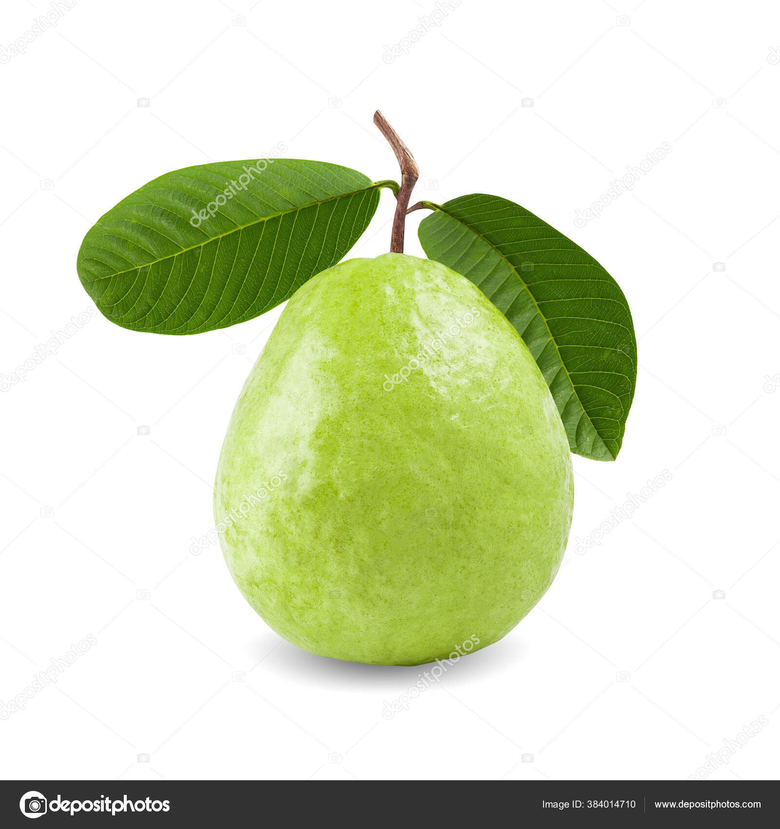Detail Images Of Guava Fruit Nomer 53