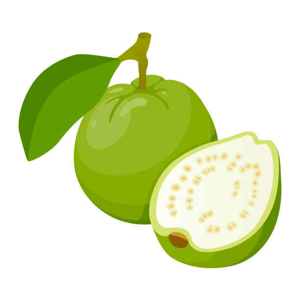 Detail Images Of Guava Fruit Nomer 54