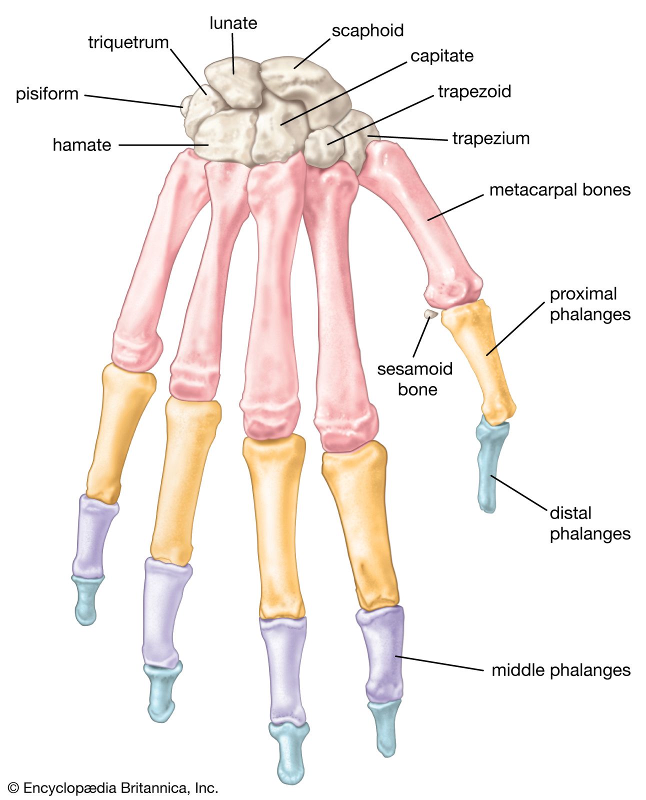 Detail Images Of Hand Nomer 56