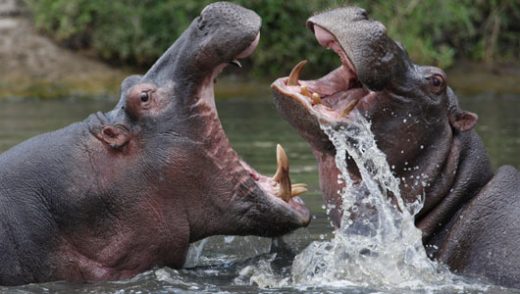 Detail Images Of Hippopotamuses Nomer 14