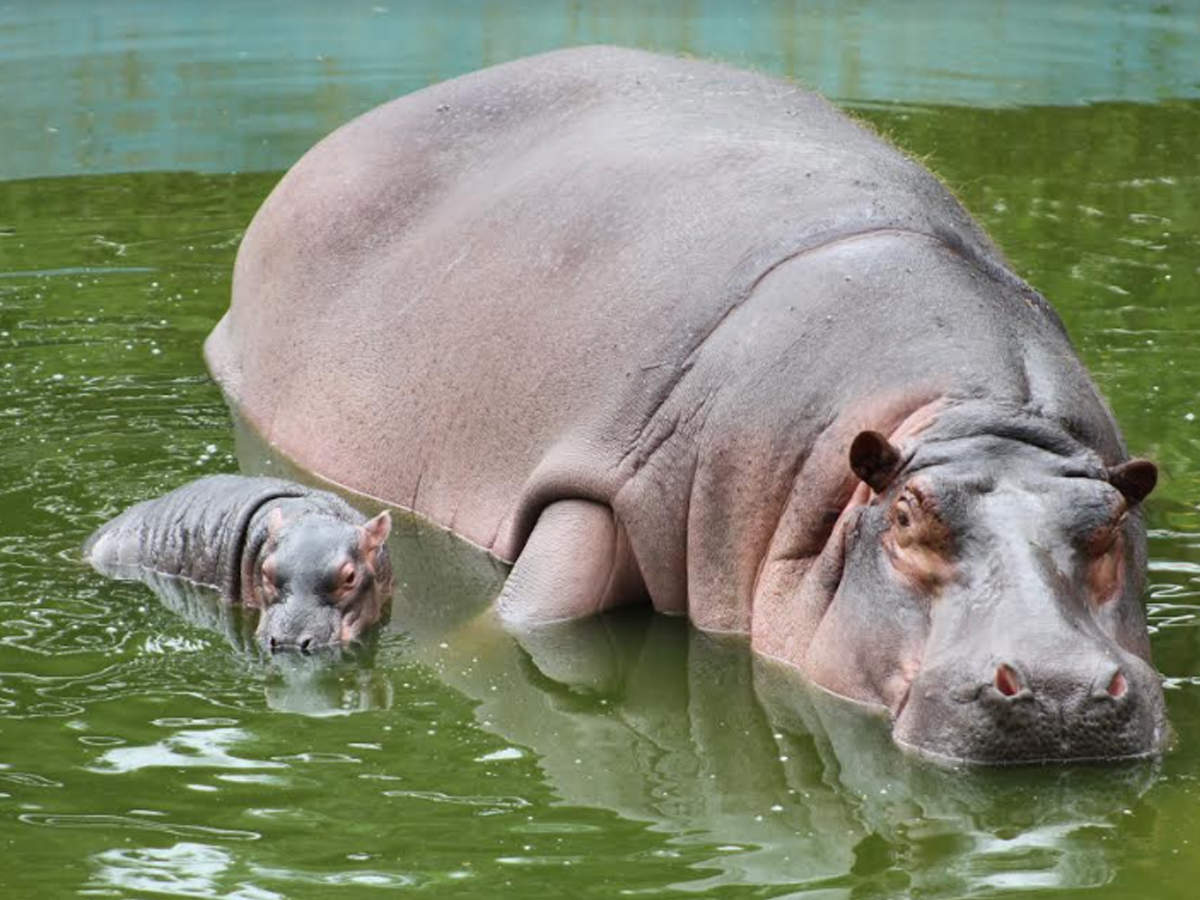 Detail Images Of Hippopotamuses Nomer 19