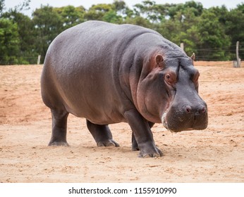 Detail Images Of Hippopotamuses Nomer 20