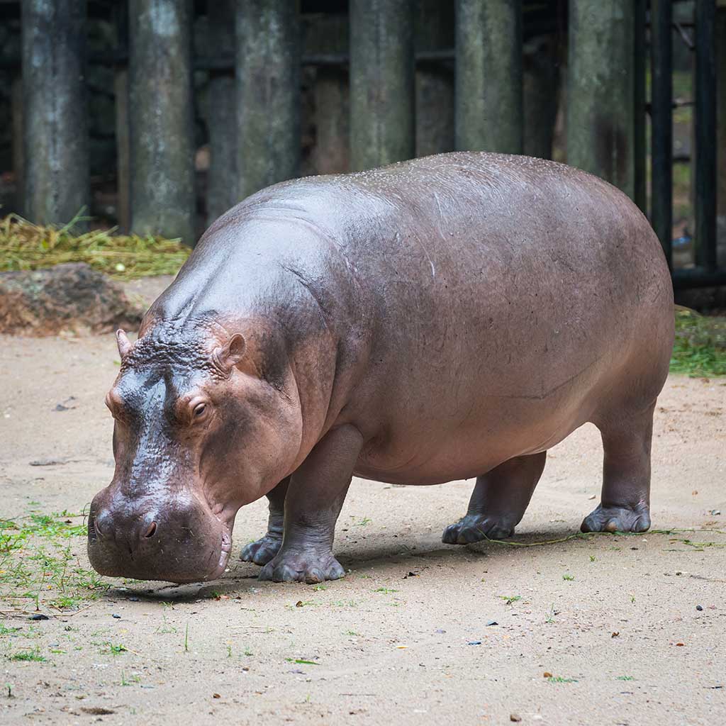 Detail Images Of Hippopotamuses Nomer 22