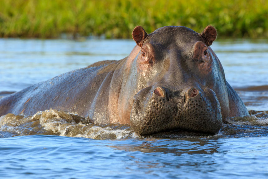 Detail Images Of Hippopotamuses Nomer 25