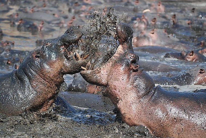 Detail Images Of Hippopotamuses Nomer 29