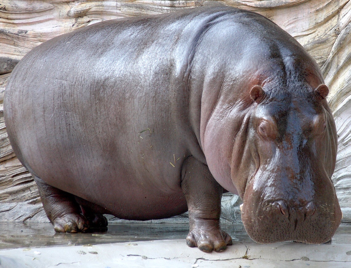 Detail Images Of Hippopotamuses Nomer 30