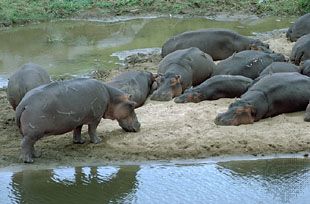 Detail Images Of Hippopotamuses Nomer 53