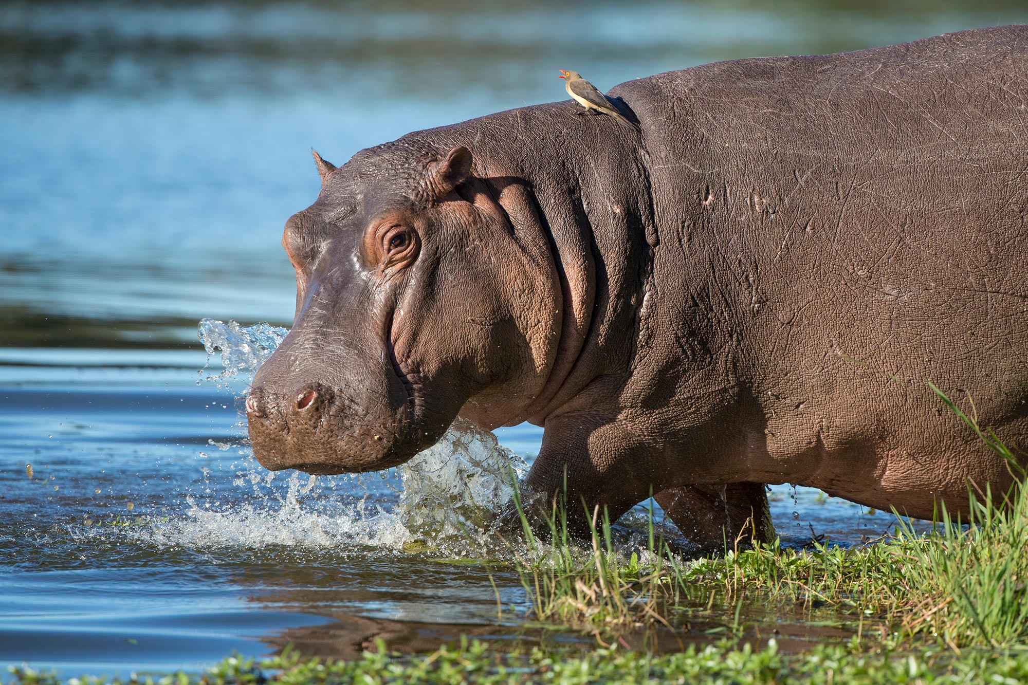 Detail Images Of Hippopotamuses Nomer 7