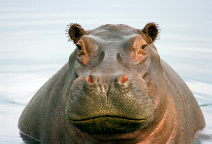 Detail Images Of Hippopotamuses Nomer 8