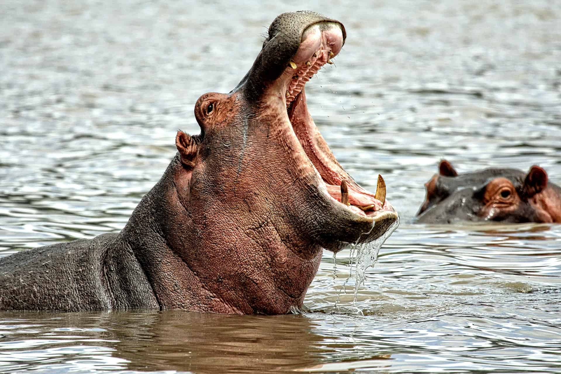 Detail Images Of Hippopotamuses Nomer 9