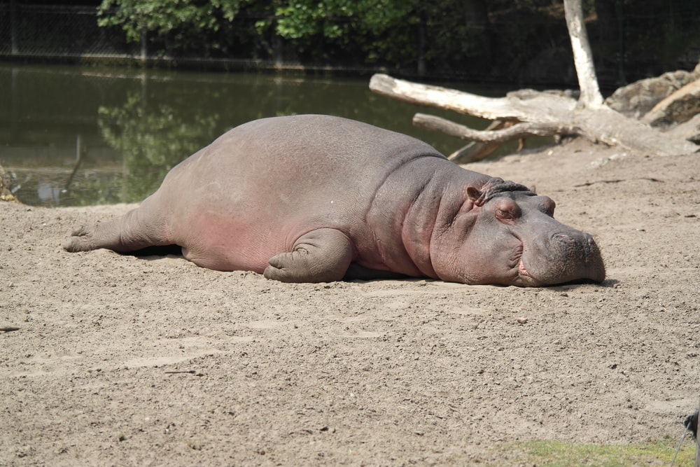 Detail Images Of Hippopotamuses Nomer 10