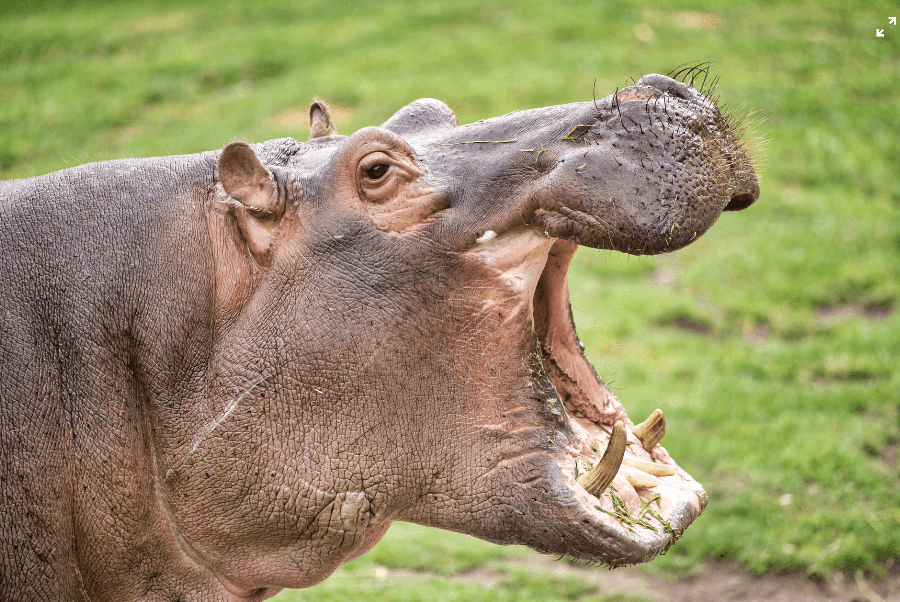 Detail Images Of Hippos Nomer 20